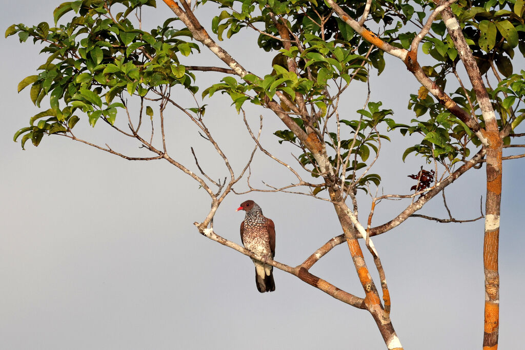 Pigeon ramiret