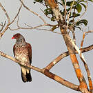 Pigeon ramiret