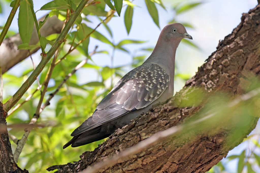 Spot-winged Pigeonadult