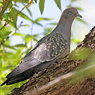 Pigeon tigré