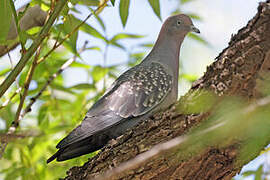 Spot-winged Pigeon