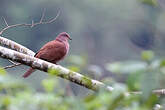 Pigeon vineux
