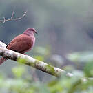 Pigeon vineux