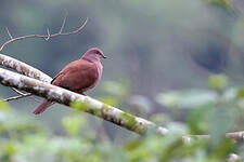 Pigeon vineux