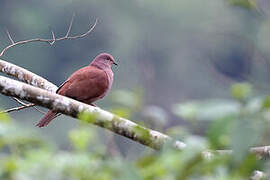 Pigeon vineux