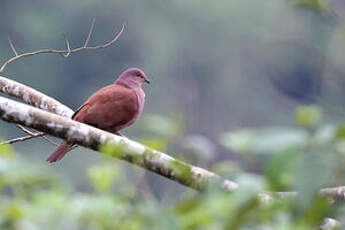 Pigeon vineux