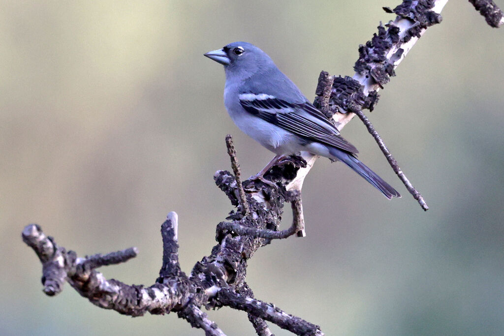 Pinson bleu de Grande Canarie mâle adulte