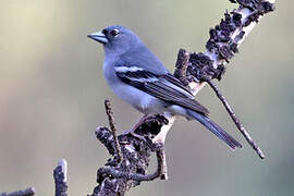 Pinson bleu de Grande Canarie