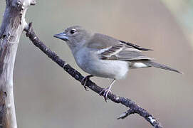 Gran Canaria Blue Chaffinch