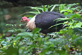 White-breasted Guineafowl