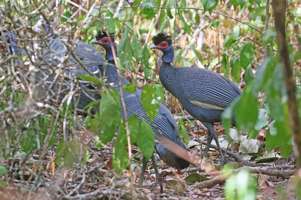 Eastern Crested Guineafowladult