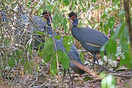 Crested Guineafowl