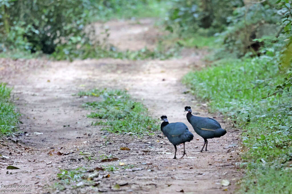 Western Crested Guineafowladult