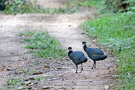 Western Crested Guineafowl