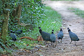 Western Crested Guineafowl