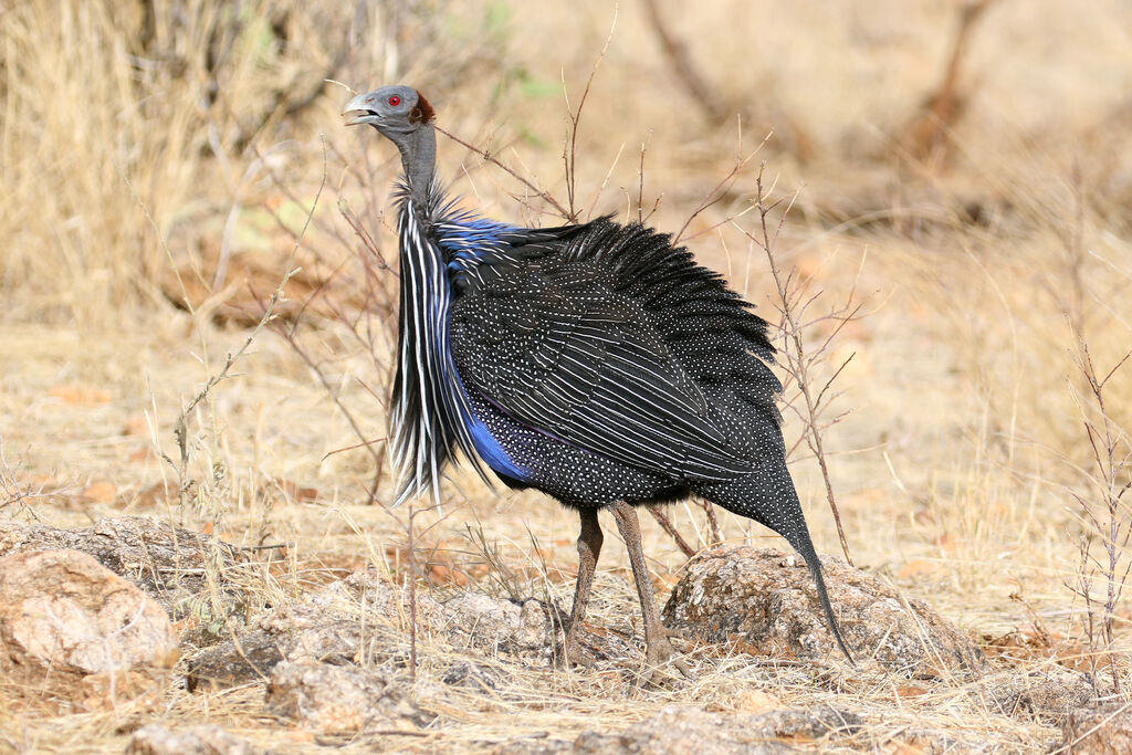 Vulturine Guineafowladult