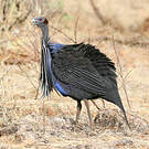 Pintade vulturine