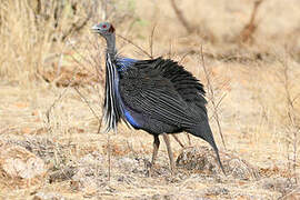 Vulturine Guineafowl