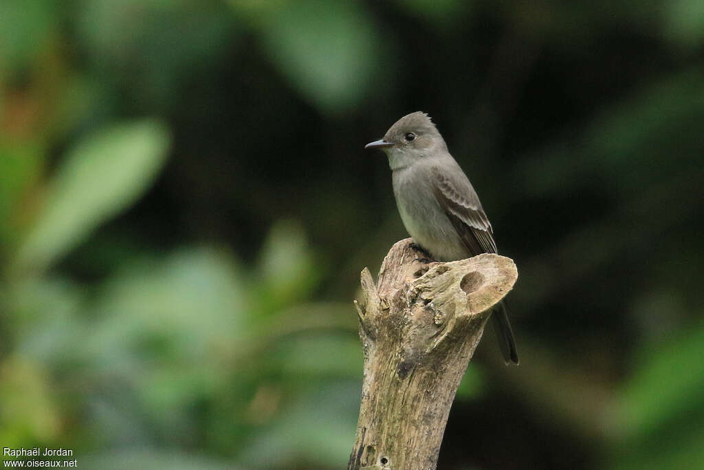 Western Wood Peweeadult, identification