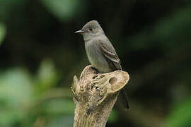 Western Wood Pewee