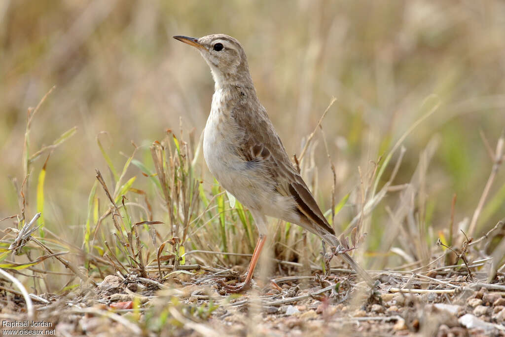 Pipit à dos uniadulte, identification