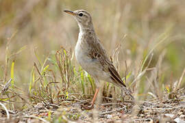 Plain-backed Pipit