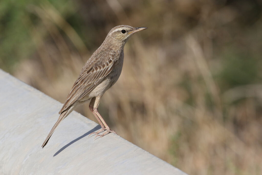 Long-billed Pipitadult