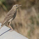 Pipit à long bec