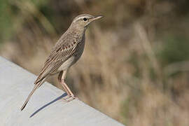 Long-billed Pipit