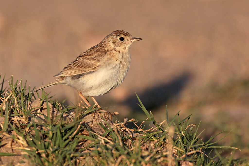 Pipit à plastron