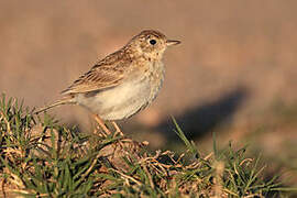 Short-billed Pipit