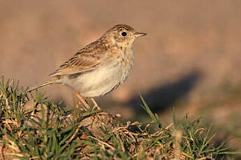 Pipit à plastron