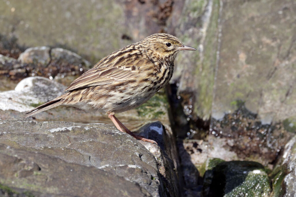 South Georgia Pipitadult