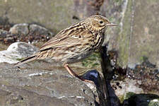 Pipit antarctique