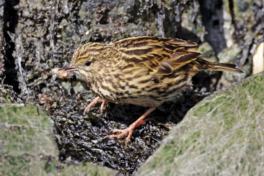 South Georgia Pipitadult, feeding habits