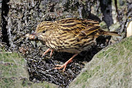 South Georgia Pipit