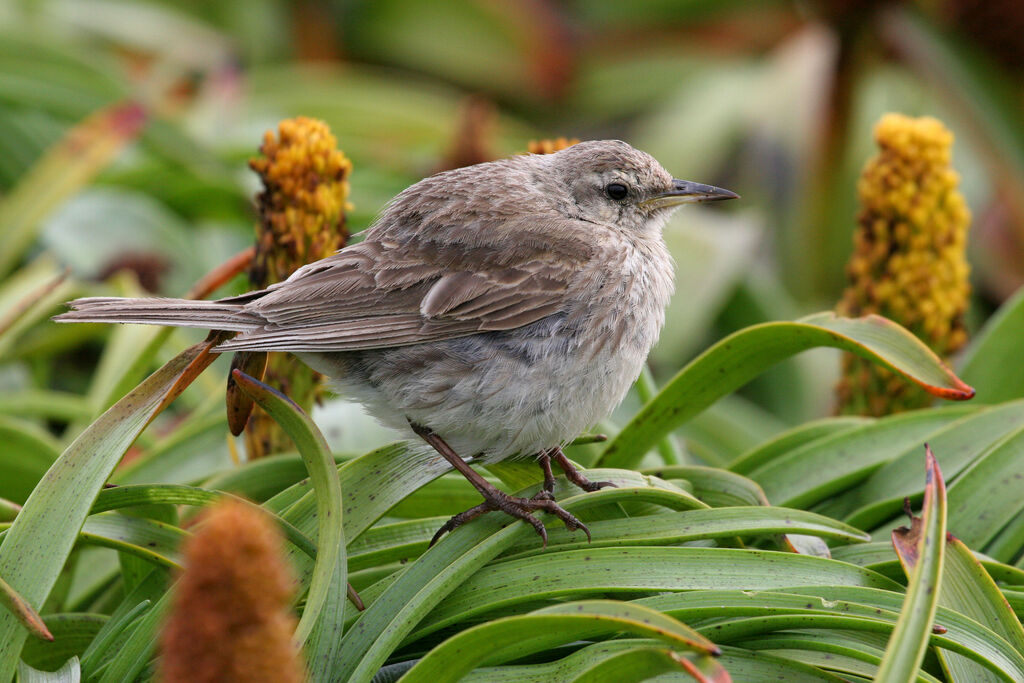 Pipit austral