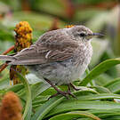 Pipit austral