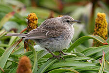 Pipit austral