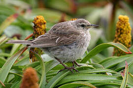 New Zealand Pipit