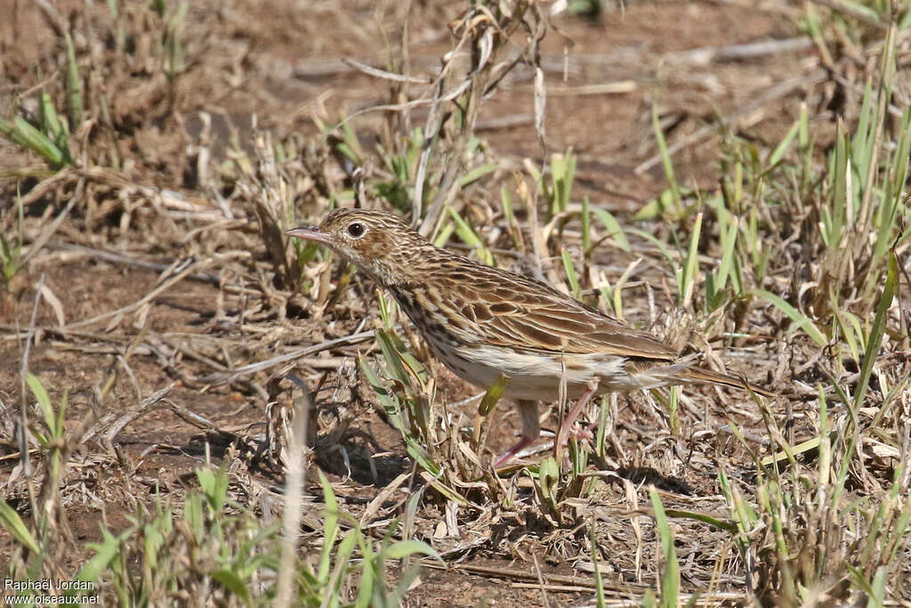 Bushveld Pipitadult, identification