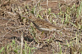 Bushveld Pipit