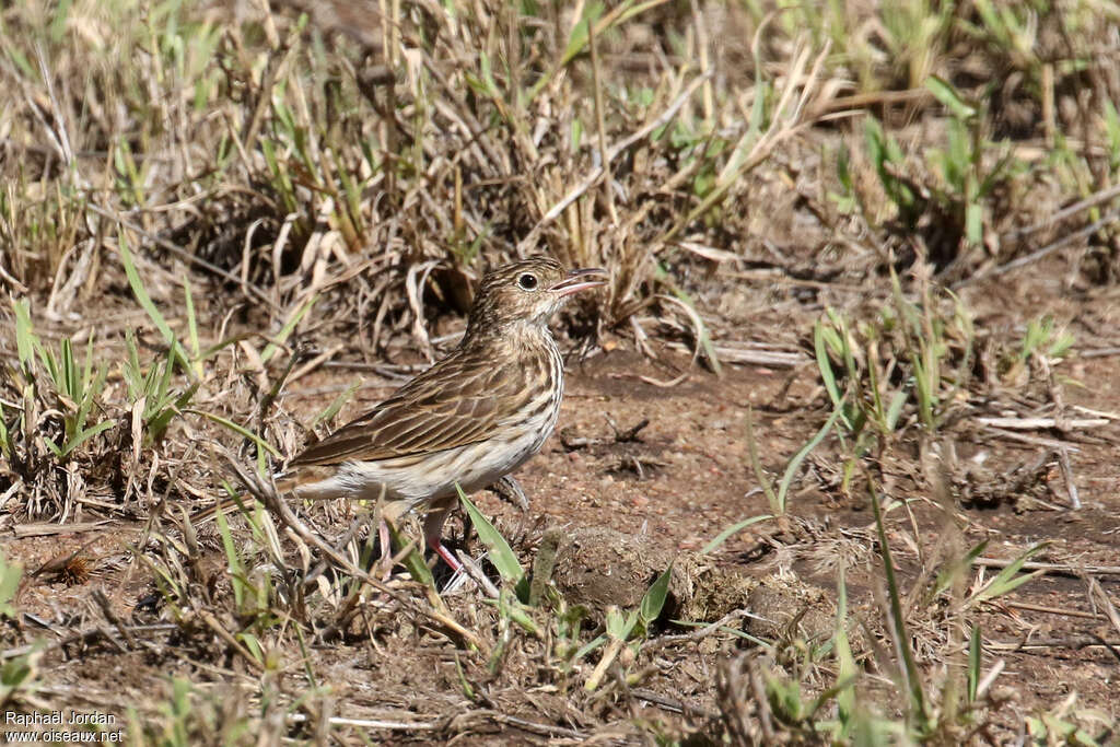 Pipit cafreadulte, habitat, pigmentation