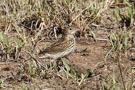 Bushveld Pipit