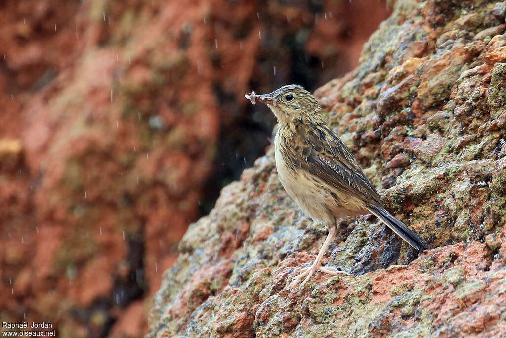 Pipit de Hellmayradulte, habitat, Nidification