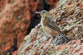 Hellmayr's Pipit