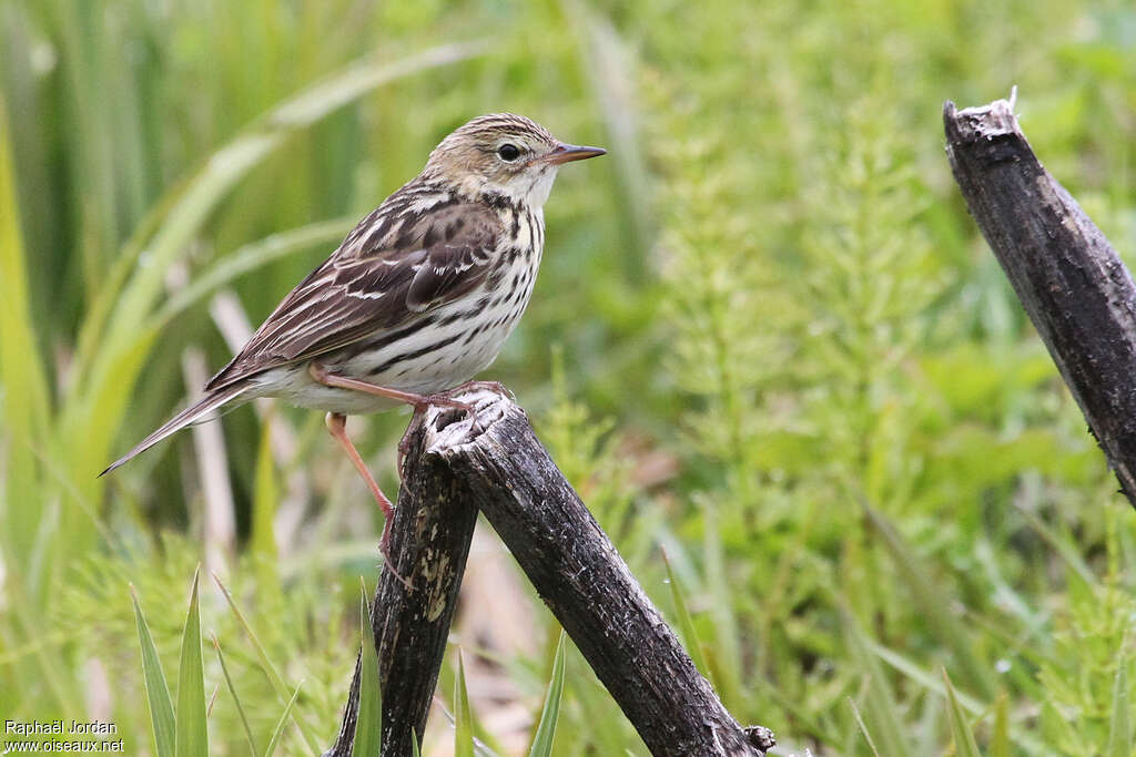 Pechora Pipitadult breeding, identification