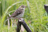 Pipit de la Petchora