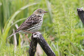 Pechora Pipit