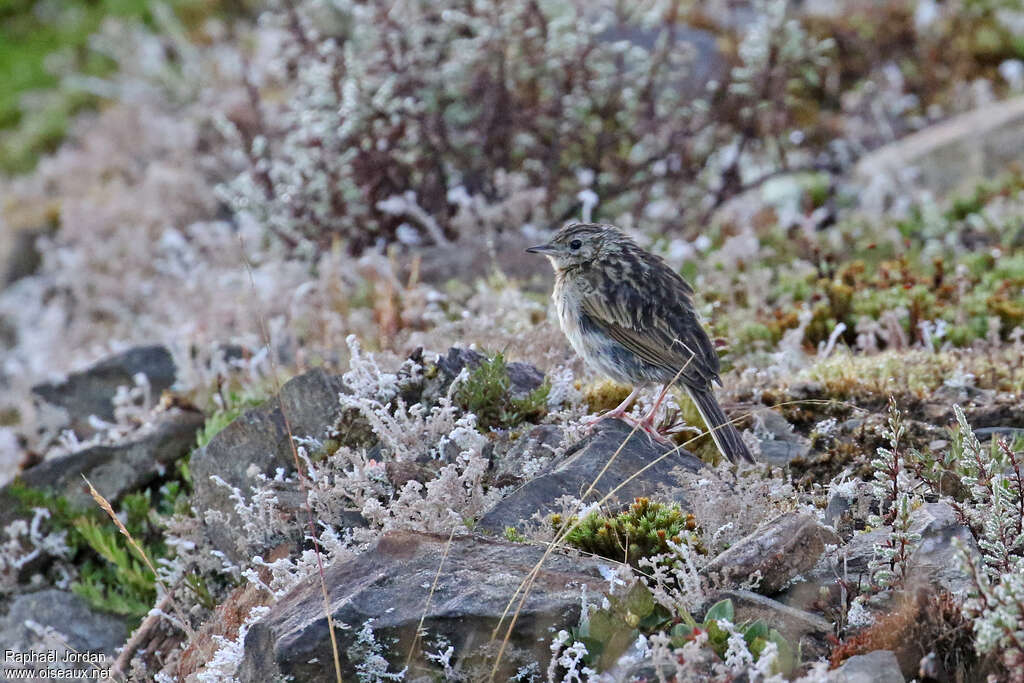 Pipit de la Puna